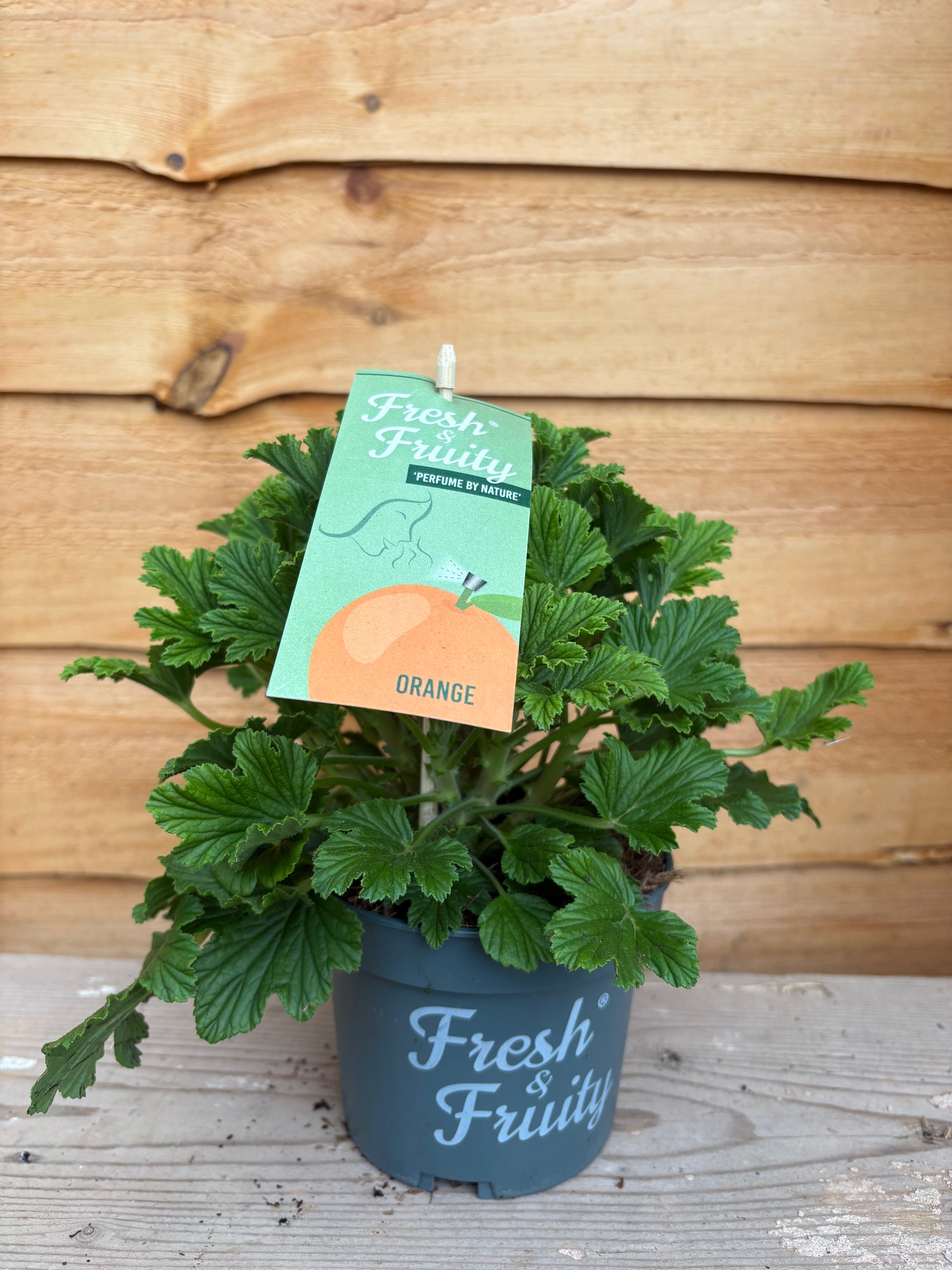 Orange scented Pelargonium