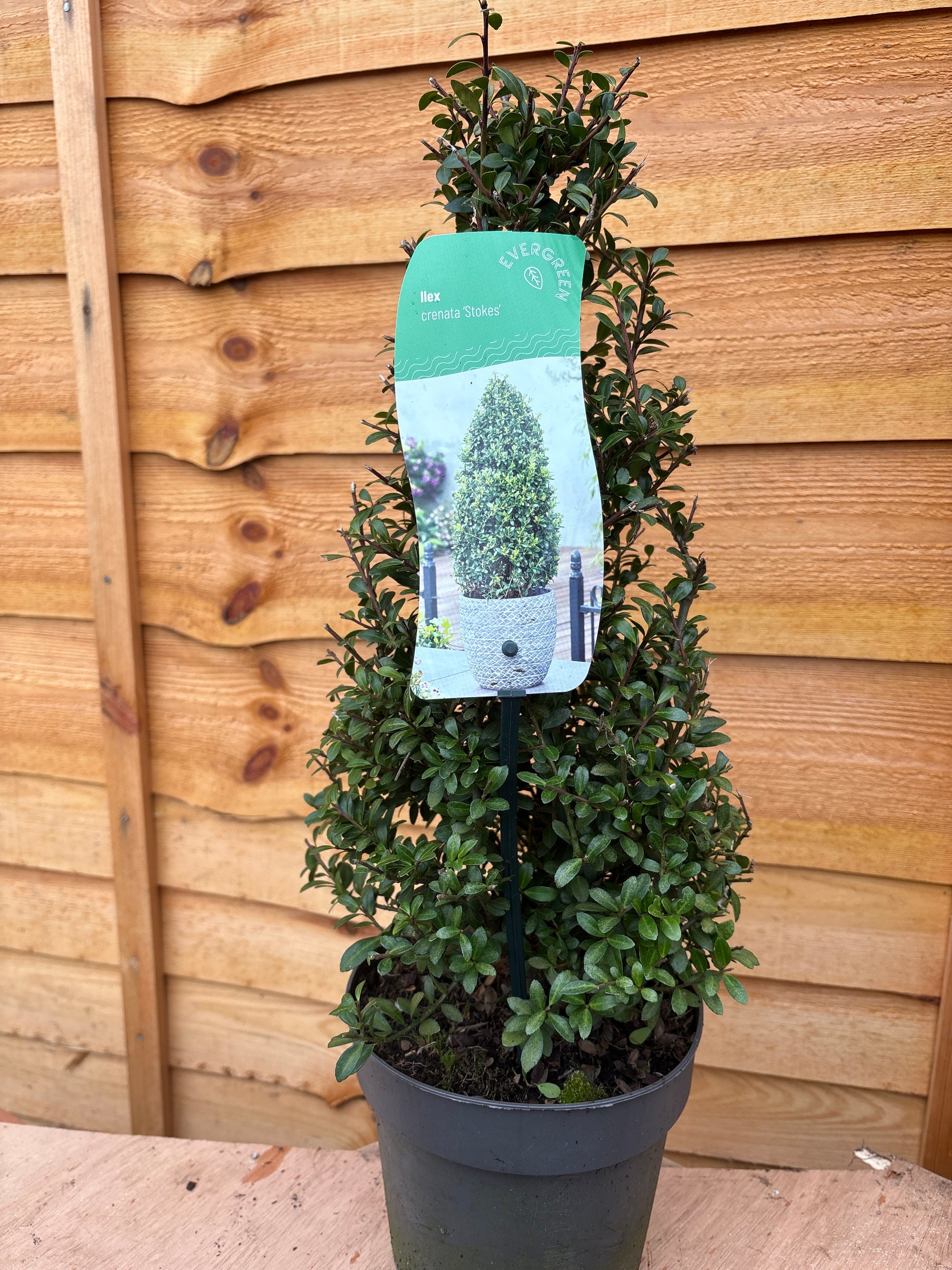 Ilex Crenata 'Stokes'