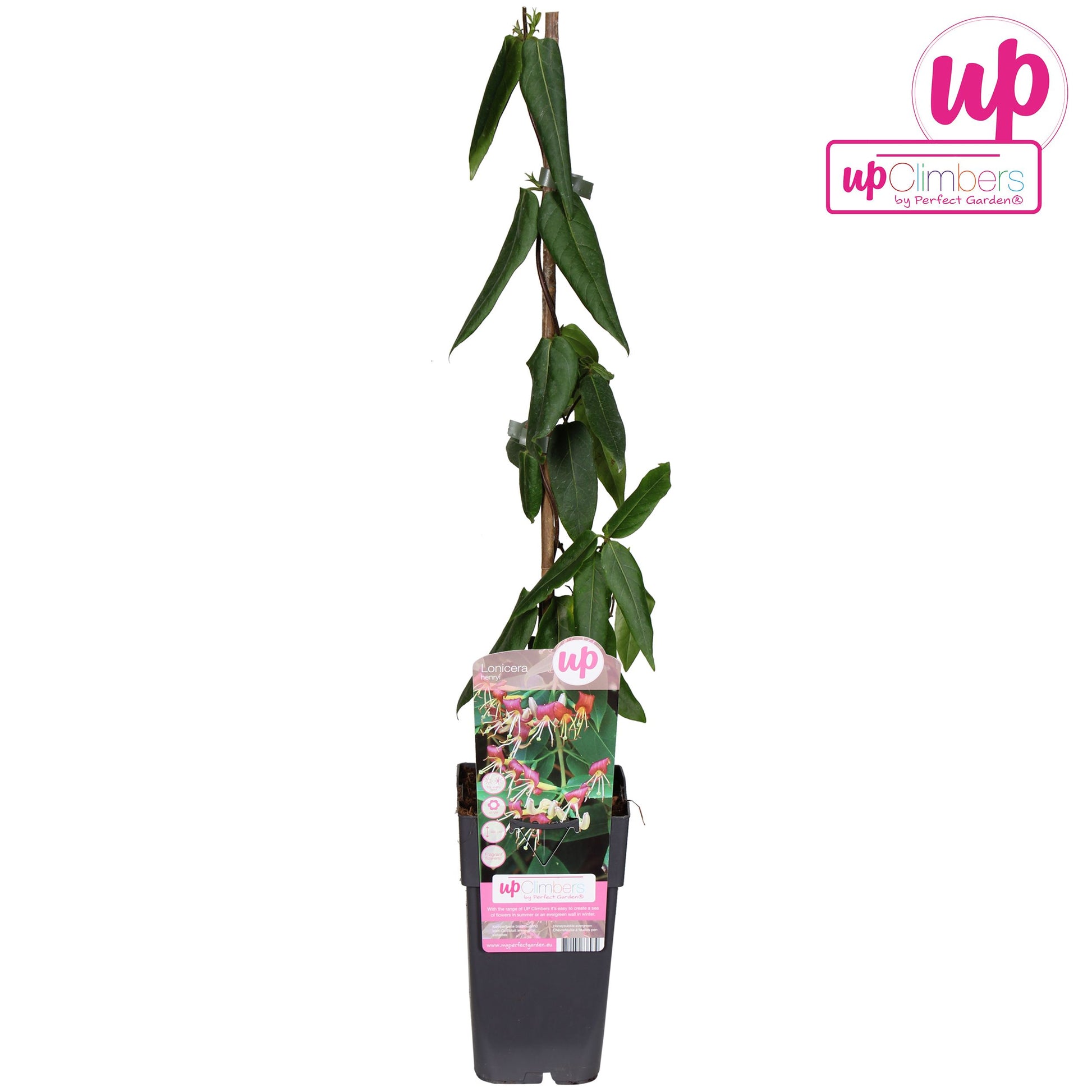 Lonicera Henryi