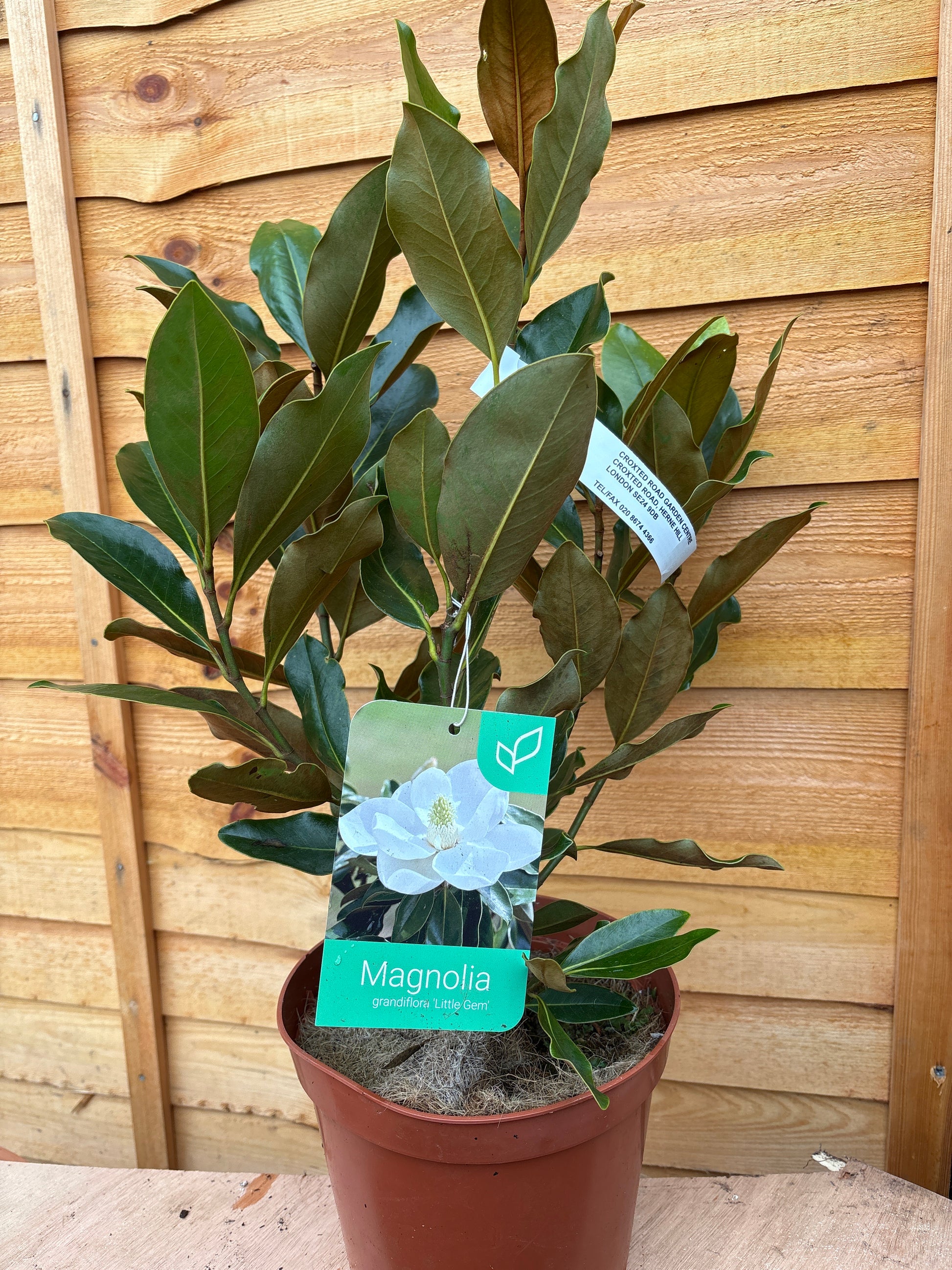 Magnolia Grandiflora 'Little Gem'