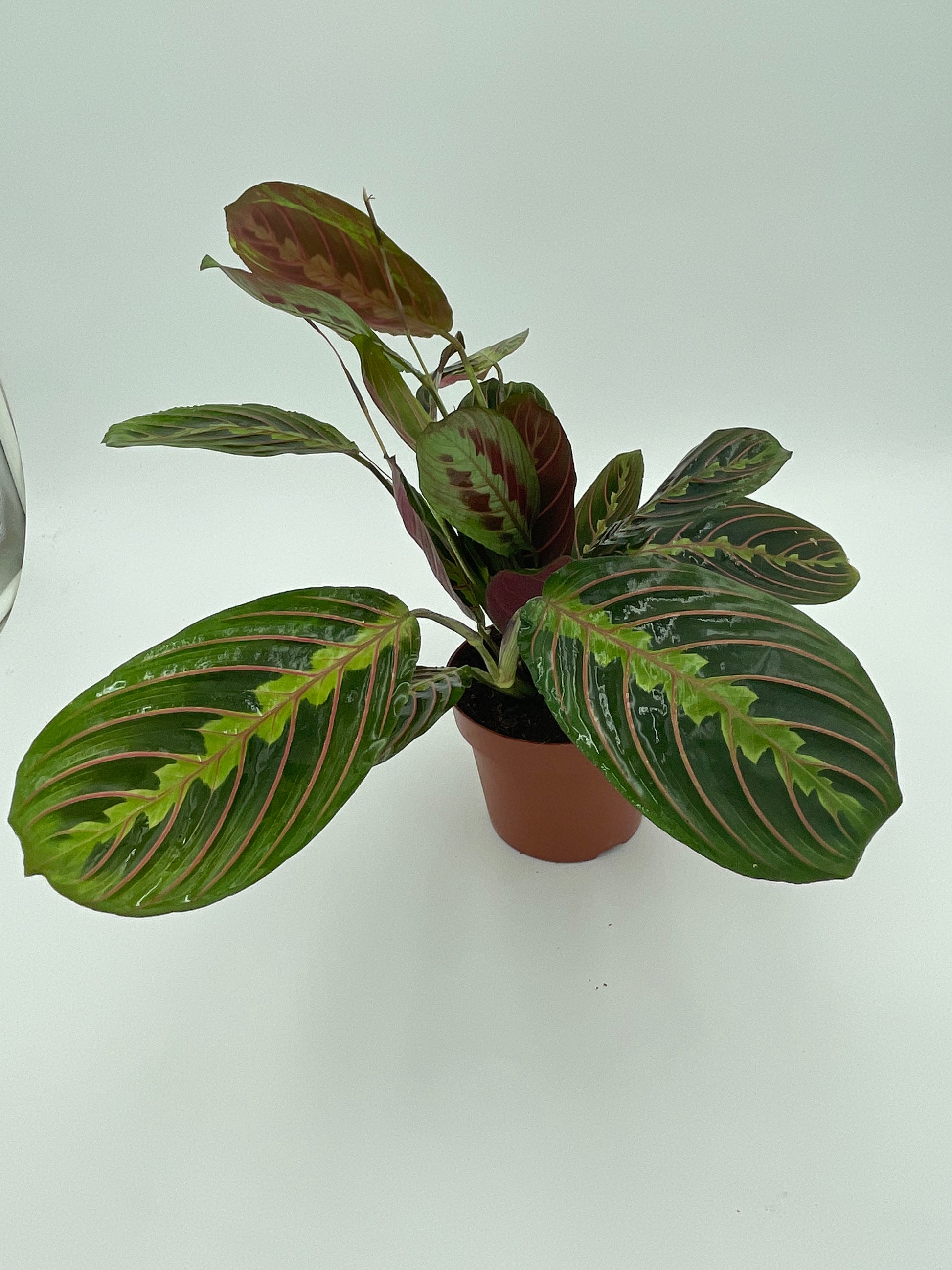 Maranta Leuconeura
