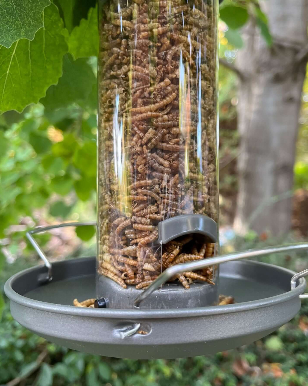 Mealworm Feeder
