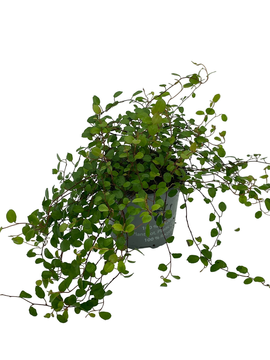Muehlenbeckia Complexa