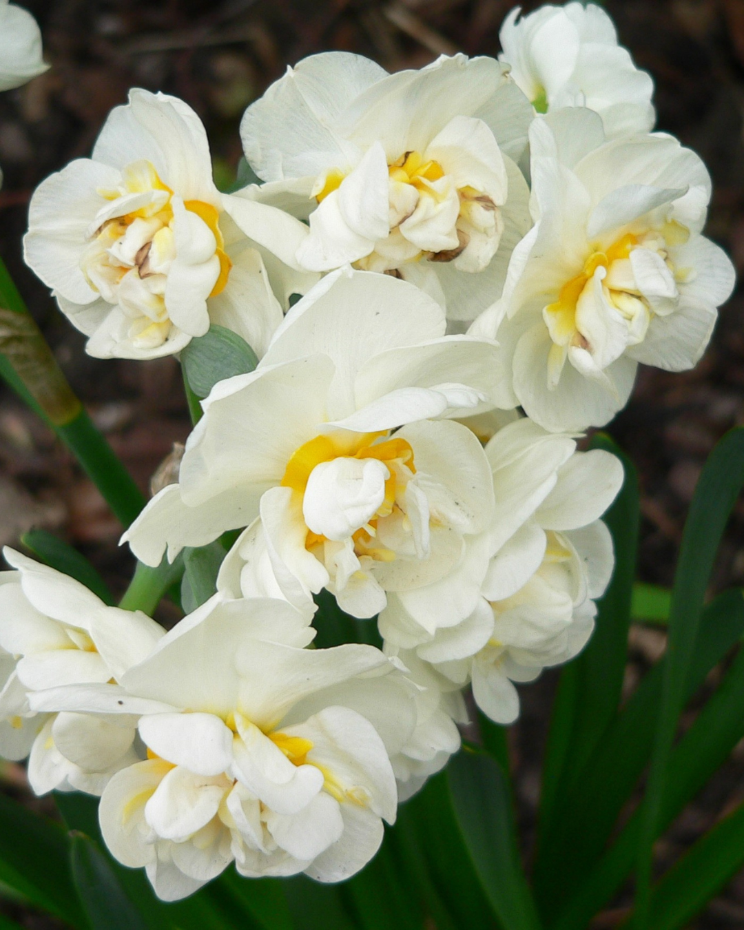 Narcissus 'Bridal Crown'