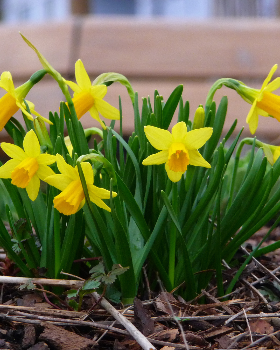 Narcissus 'Tete-A-Tete'