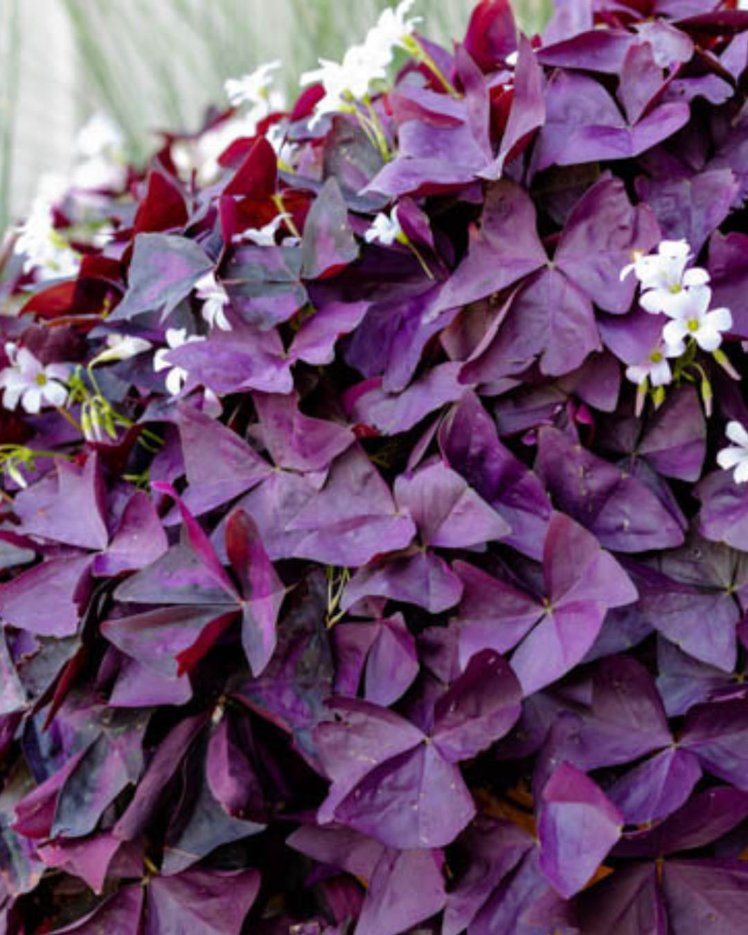 Oxalis Triangularis