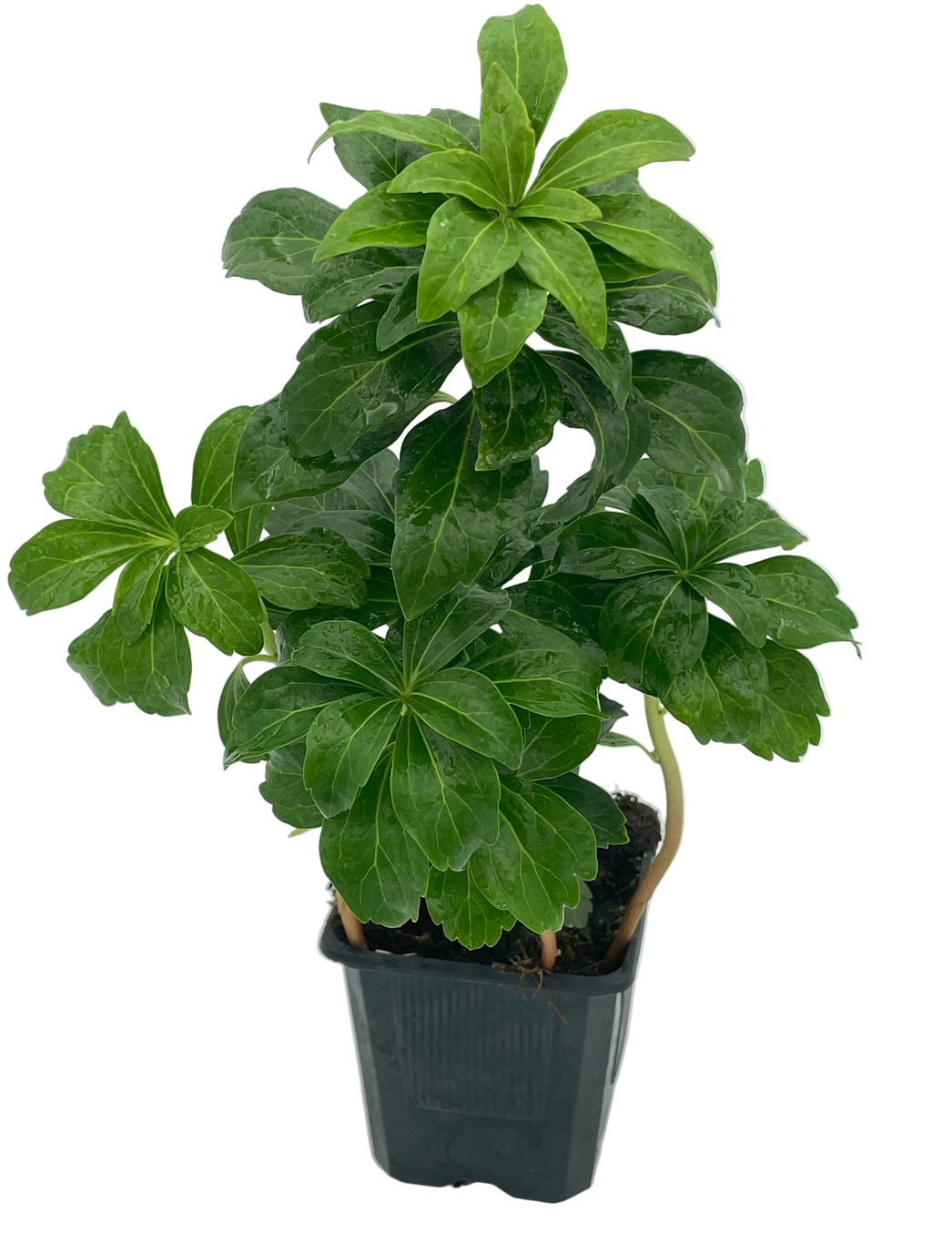 Pachysandra Terminalis
