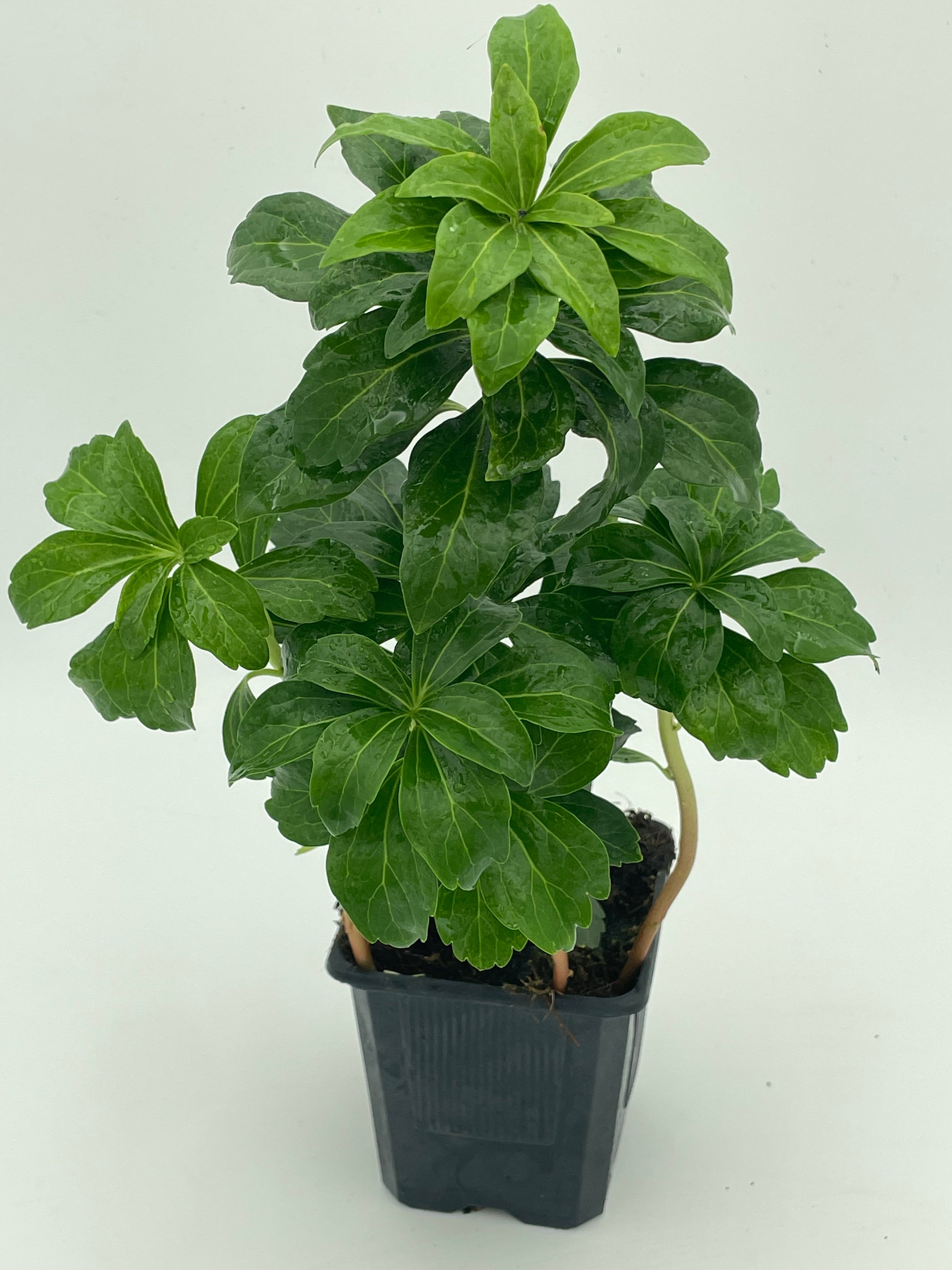 Pachysandra Terminalis