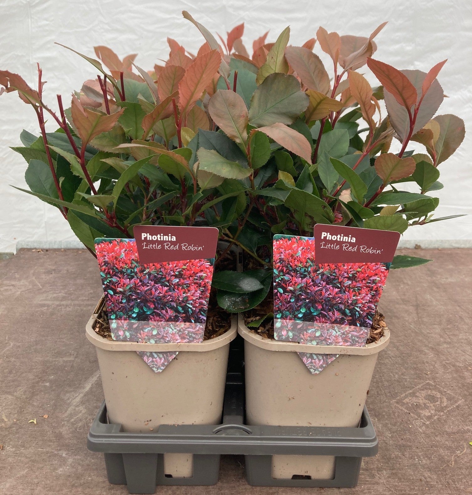 Photinia x Fraseri 'Little Red Robin'