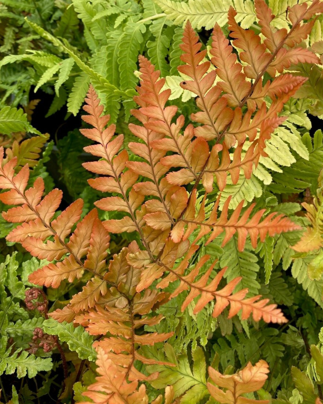 Polystichum Erythrosora