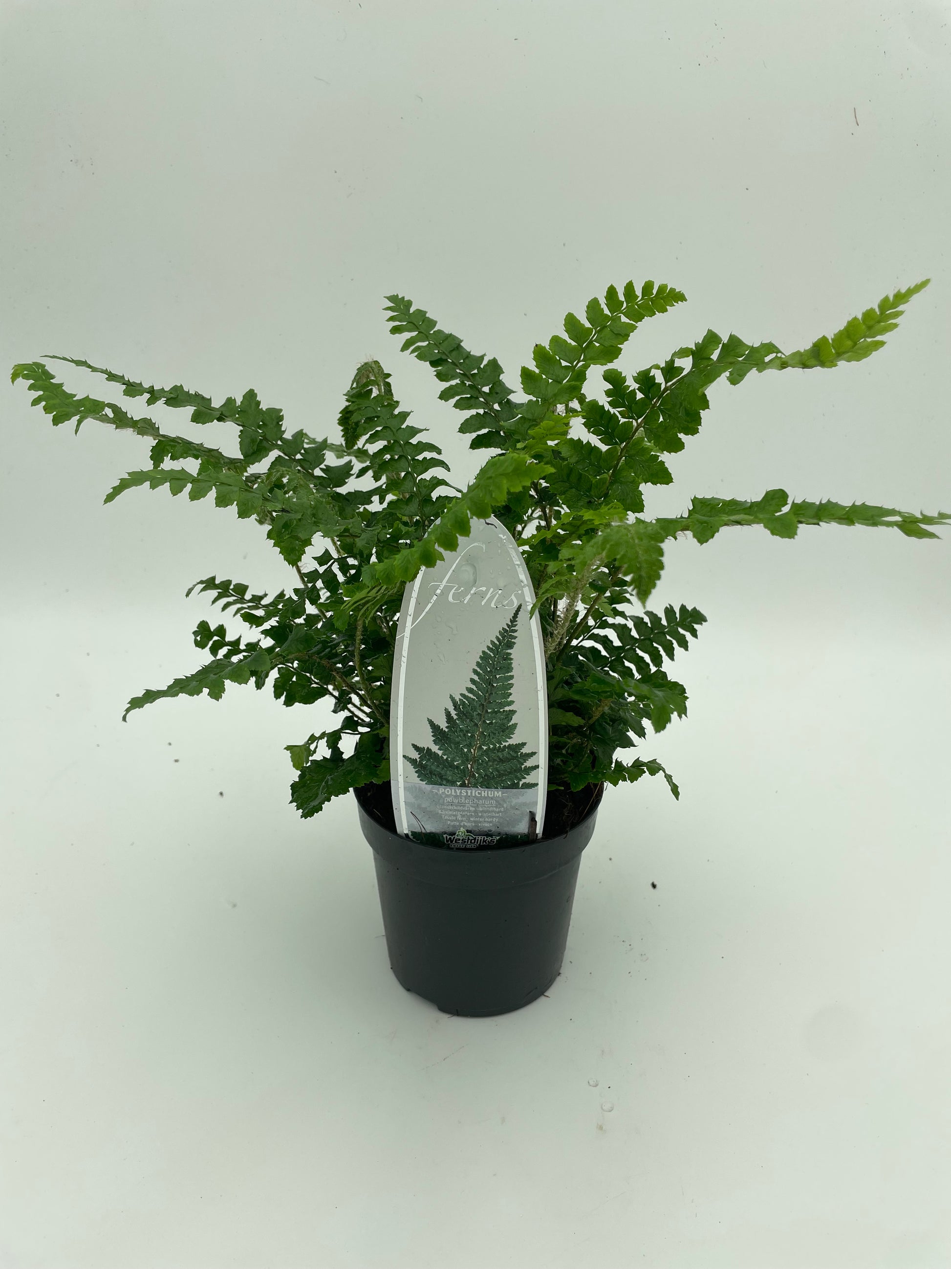 Polystichum Polyblepharum