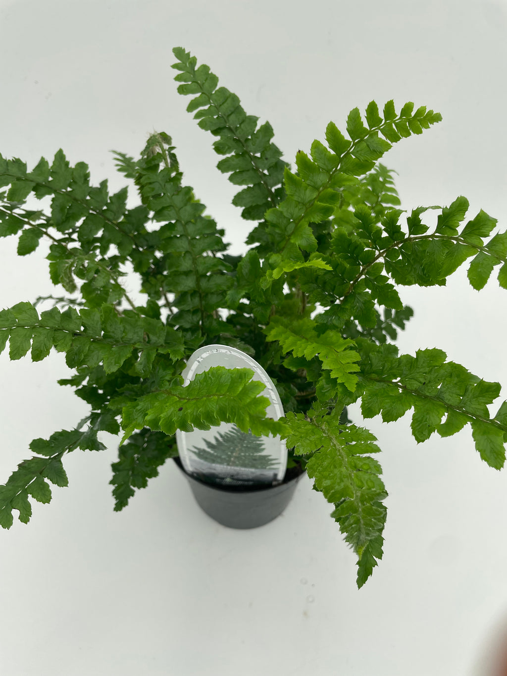 Polystichum Polyblepharum