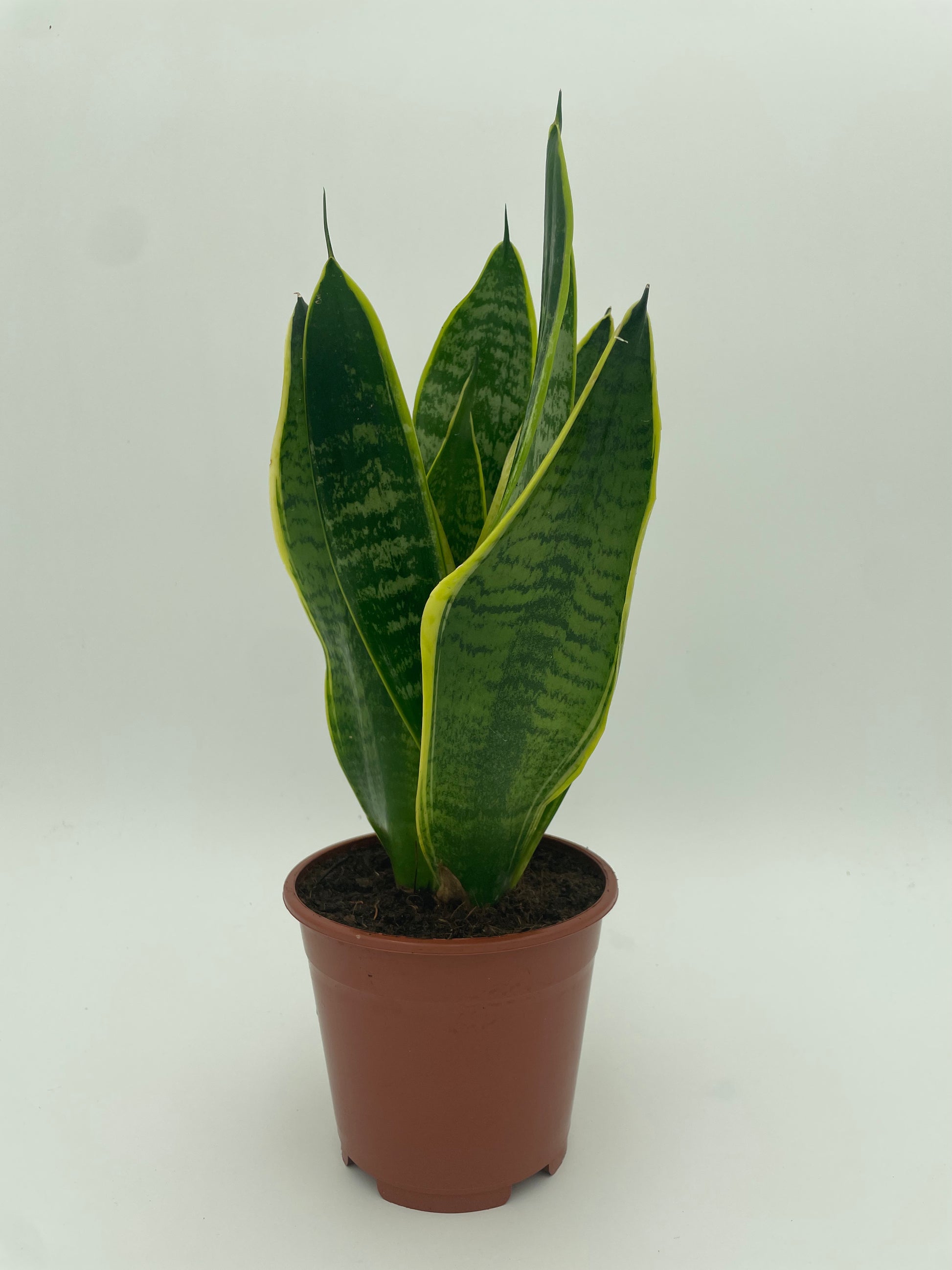 Sansevieria