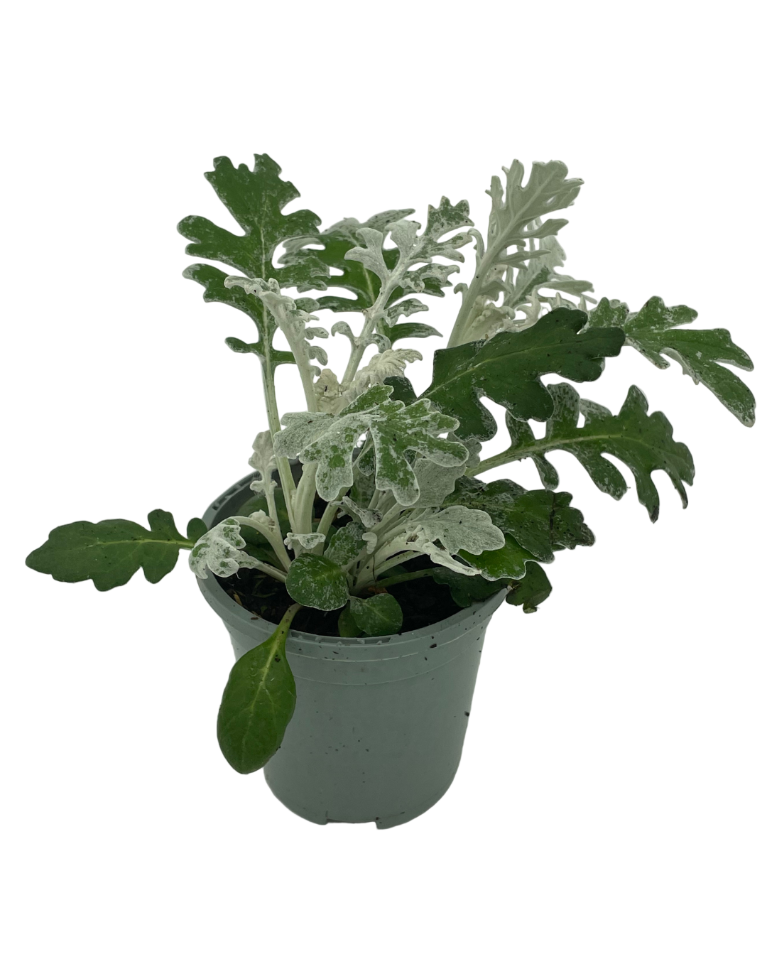Senecio Cineraria