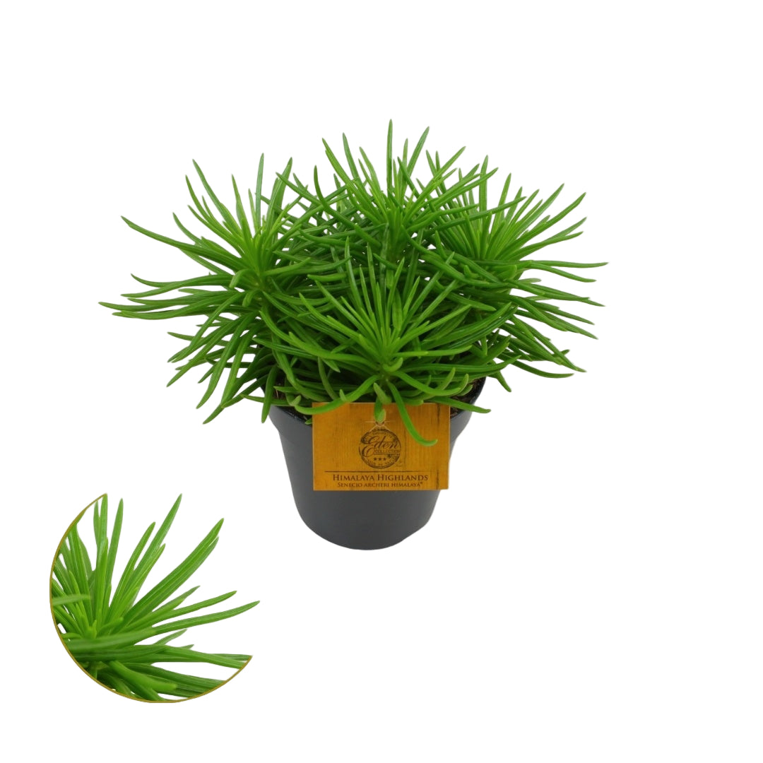 Senecio archeri 'Himalaya'