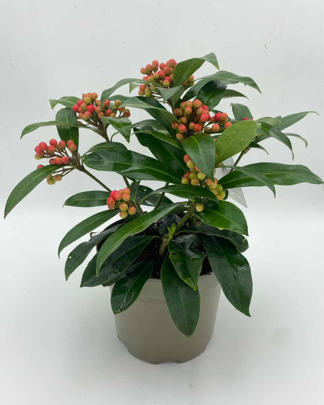 Skimmia Japonica Reevesiana 'Janne'
