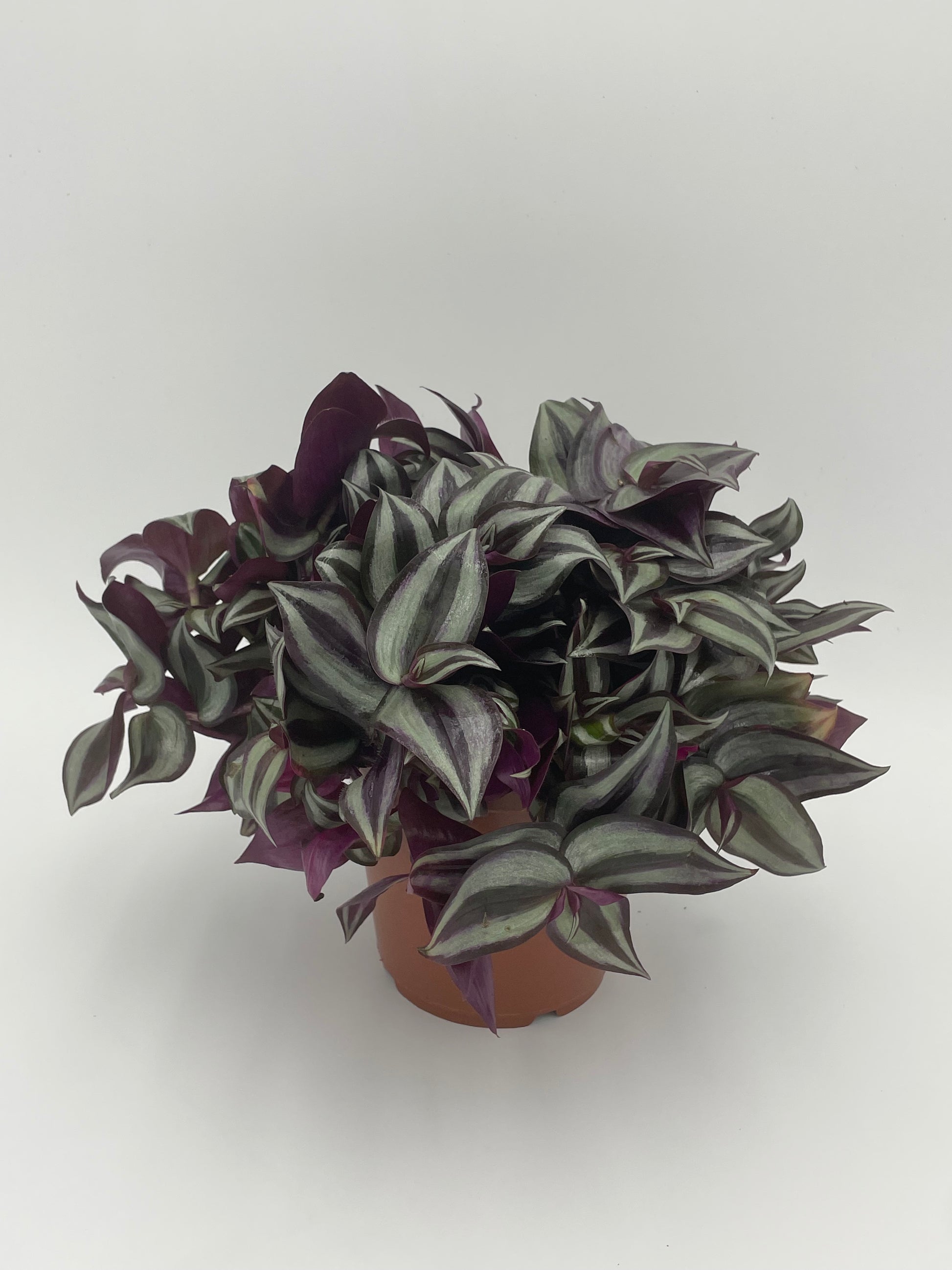 Tradescantia Zebrina 'Purpusii'