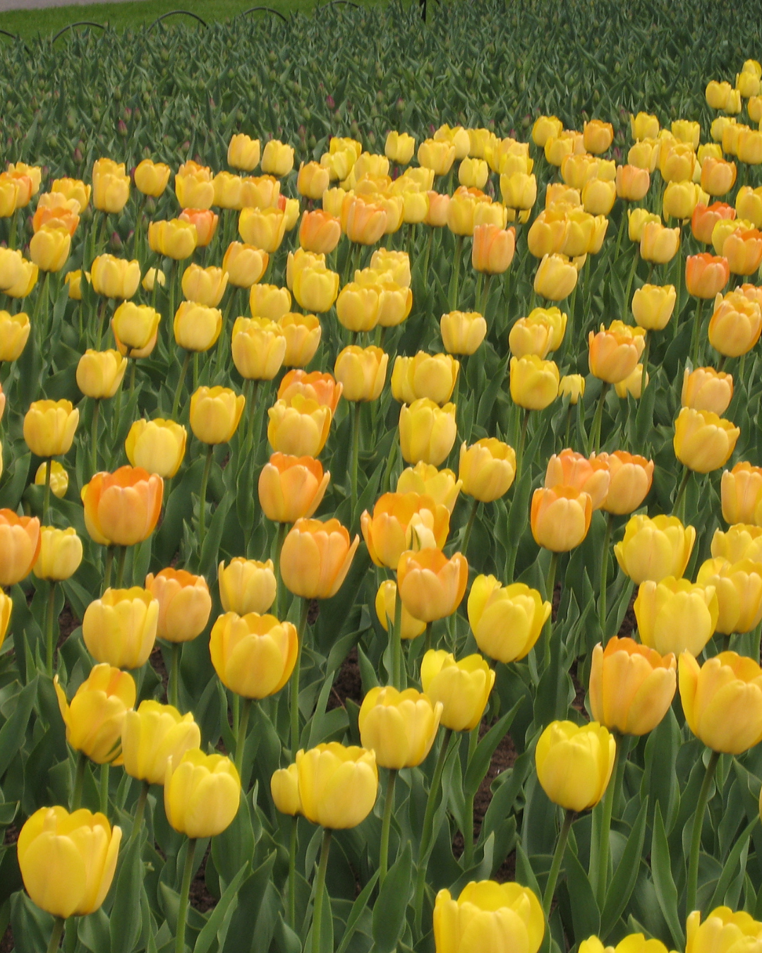 Tulip 'Golden Apeldoorn'