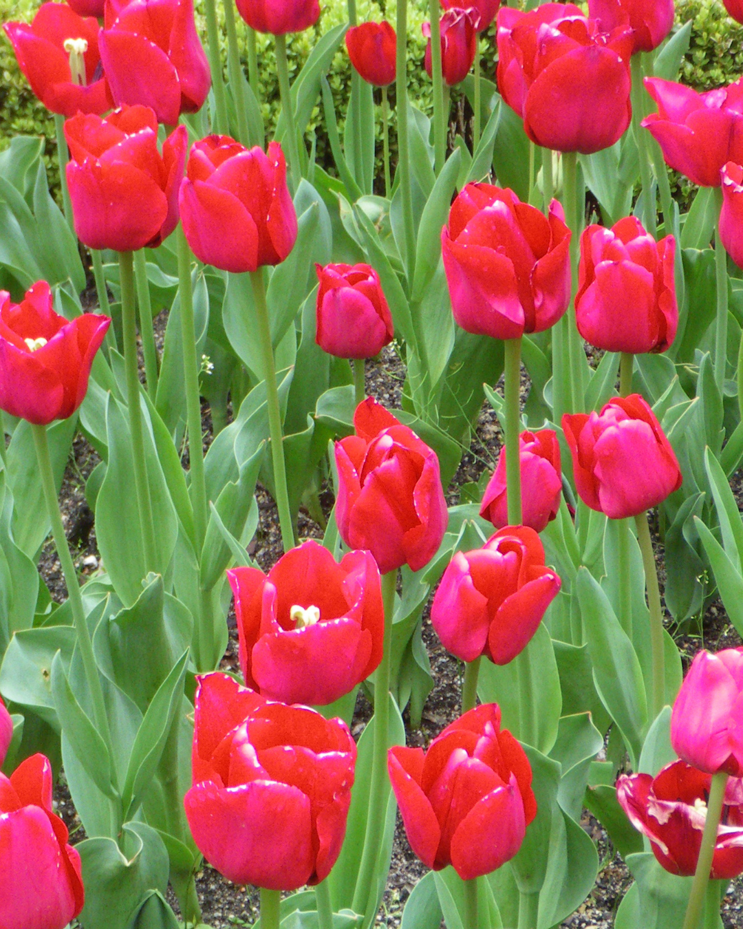 Tulip 'Ile de France'