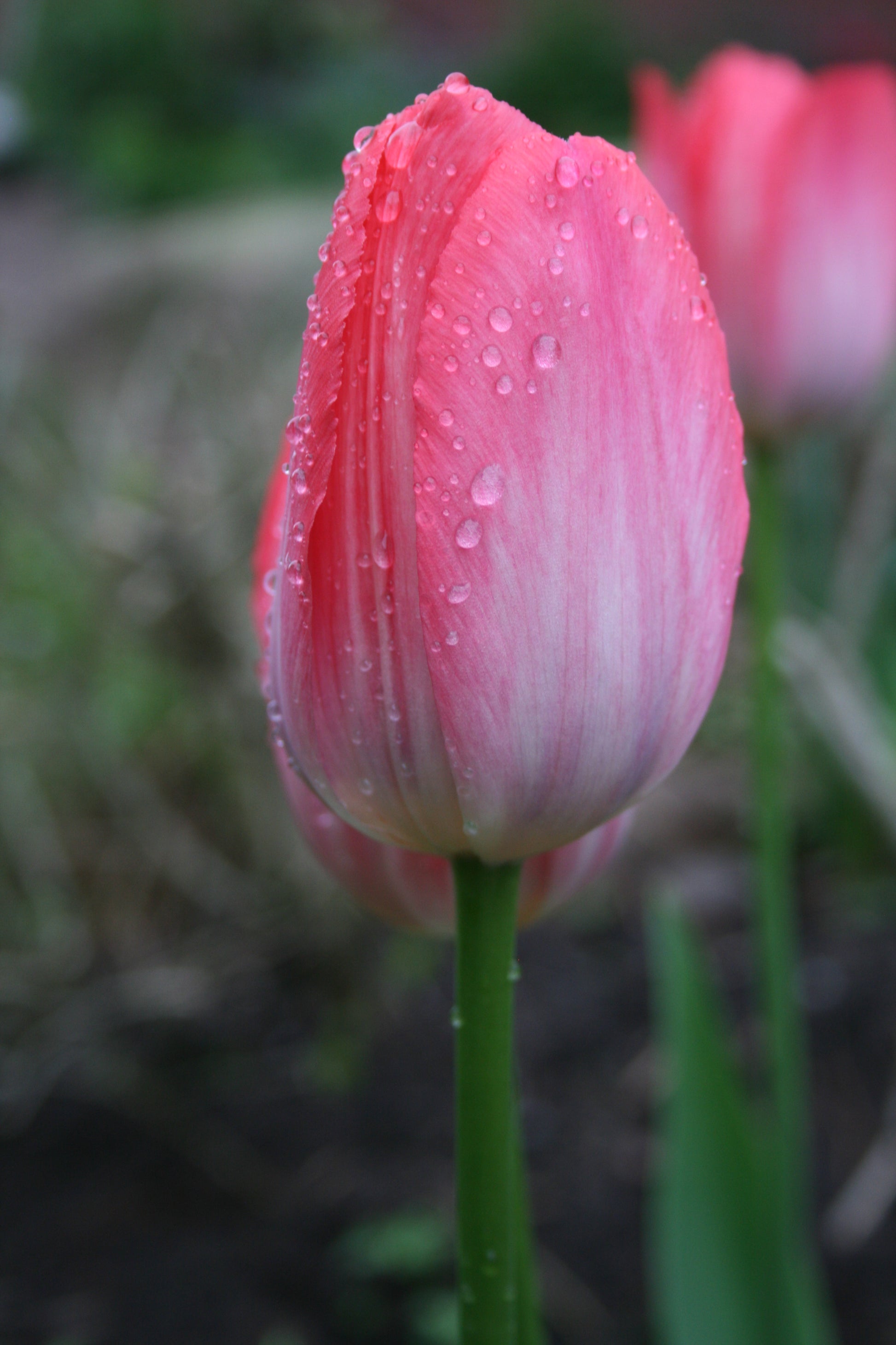 Tulip 'Van Eijk'