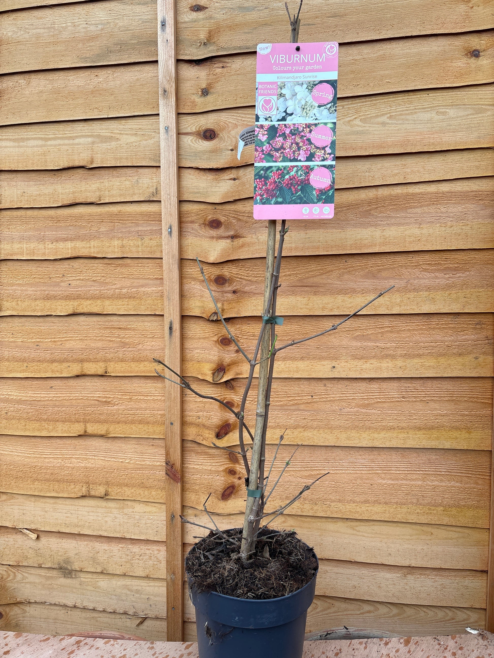 Viburnum 'Kilimandjaro Sunrise'