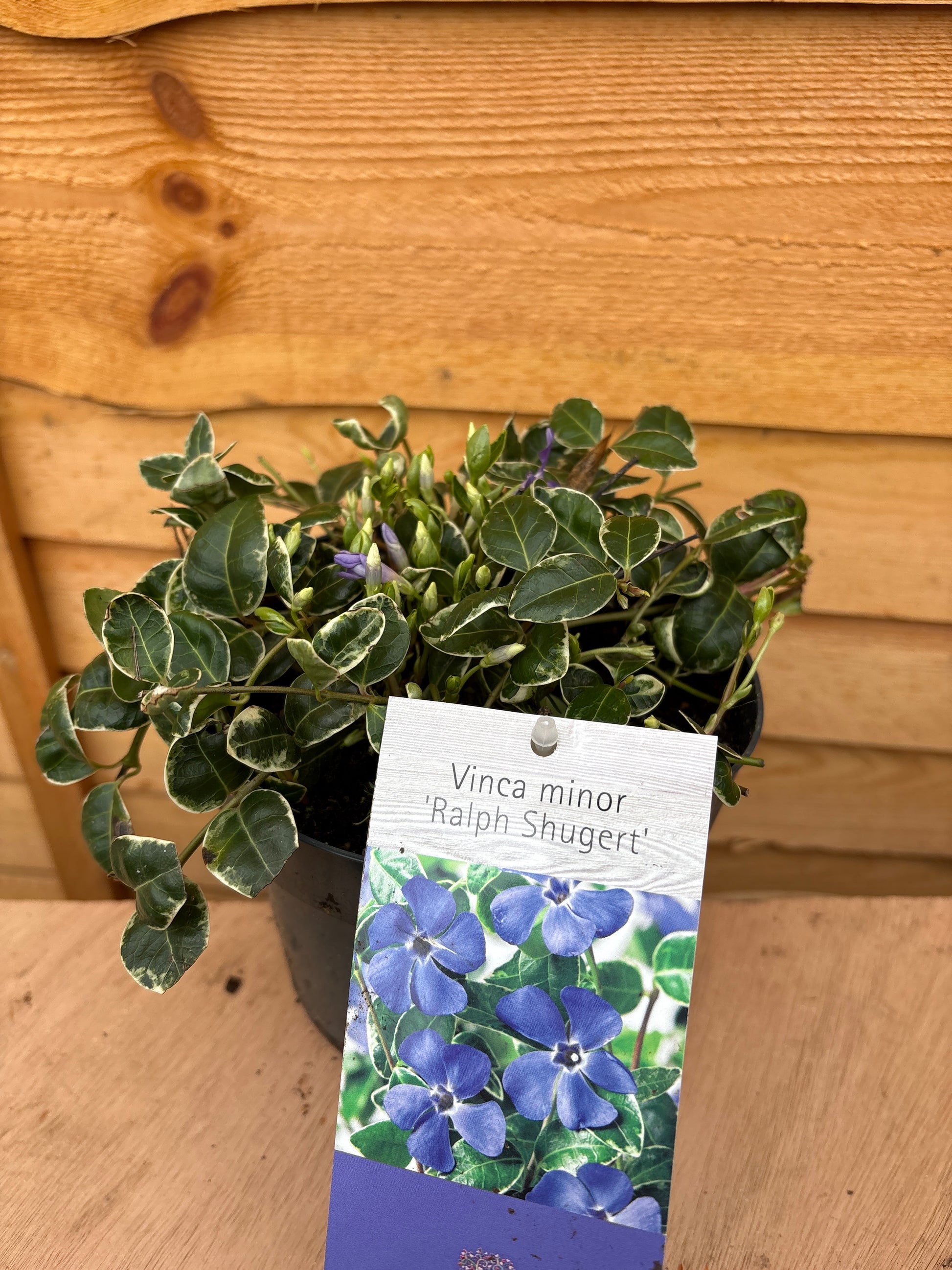 Vinca minor 'Ralph shugert'