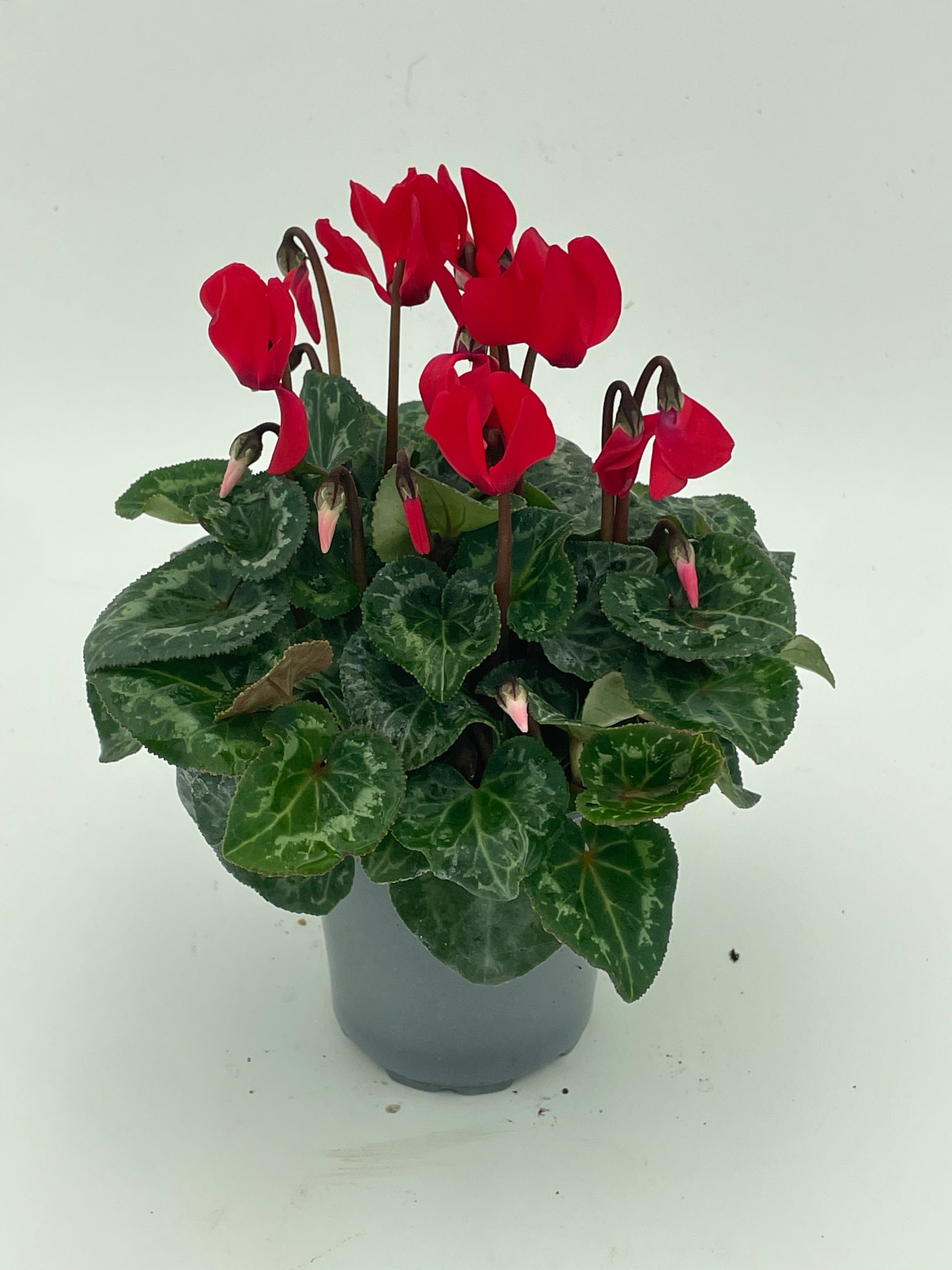 Cyclamen Small Red