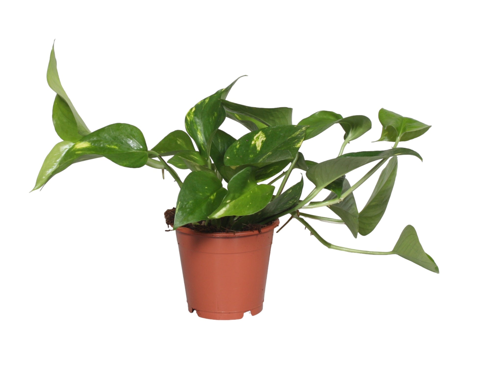 Epipremnum Pinnatum 'Aureum'