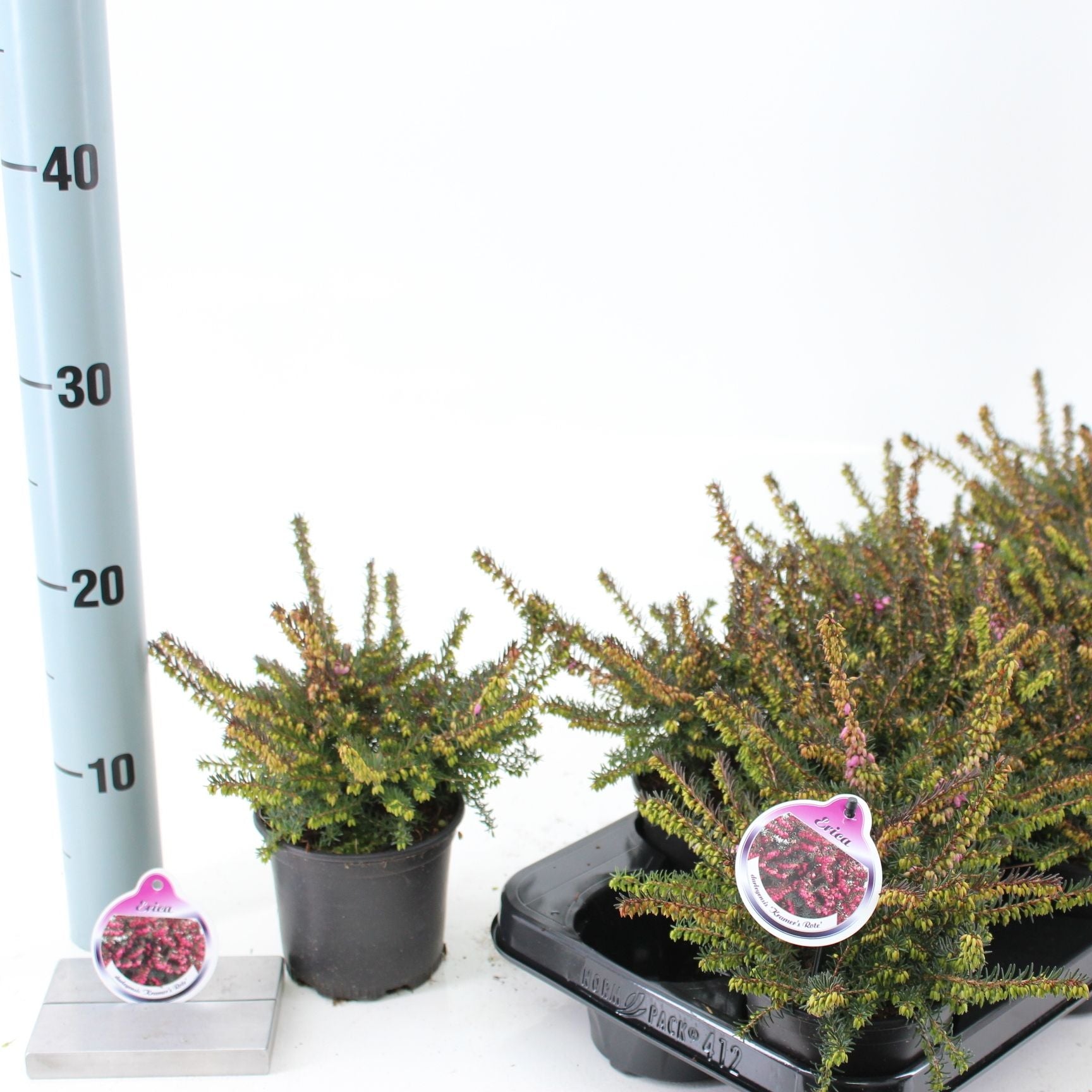 Erica x darleyensis 'Kramer's Rote'