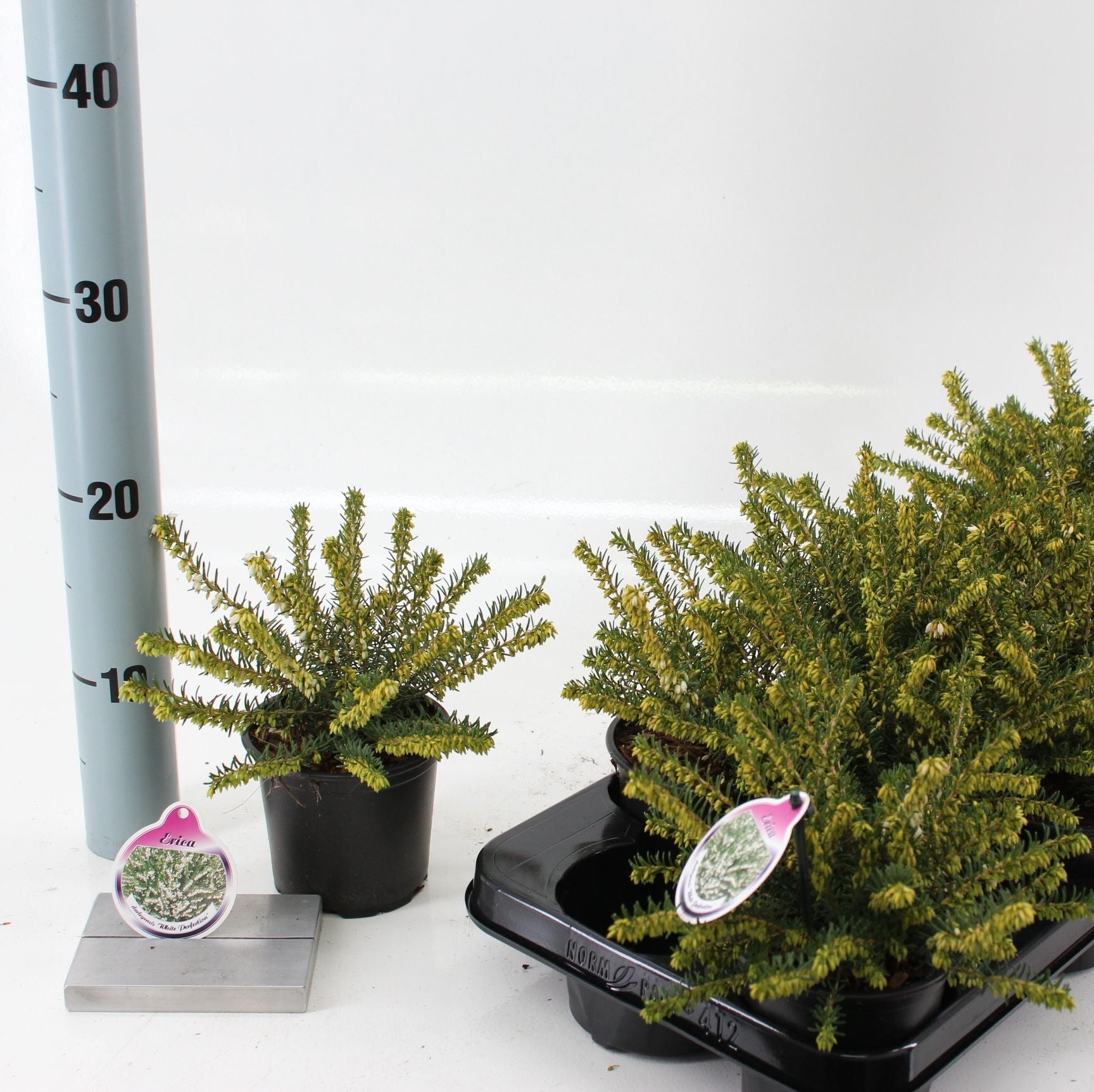 Erica x Darleyensis 'White Perfection'