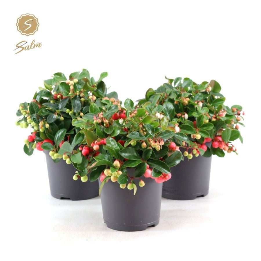 Gaultheria Procumbens Big Berry