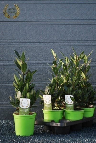 Laurus Nobilis