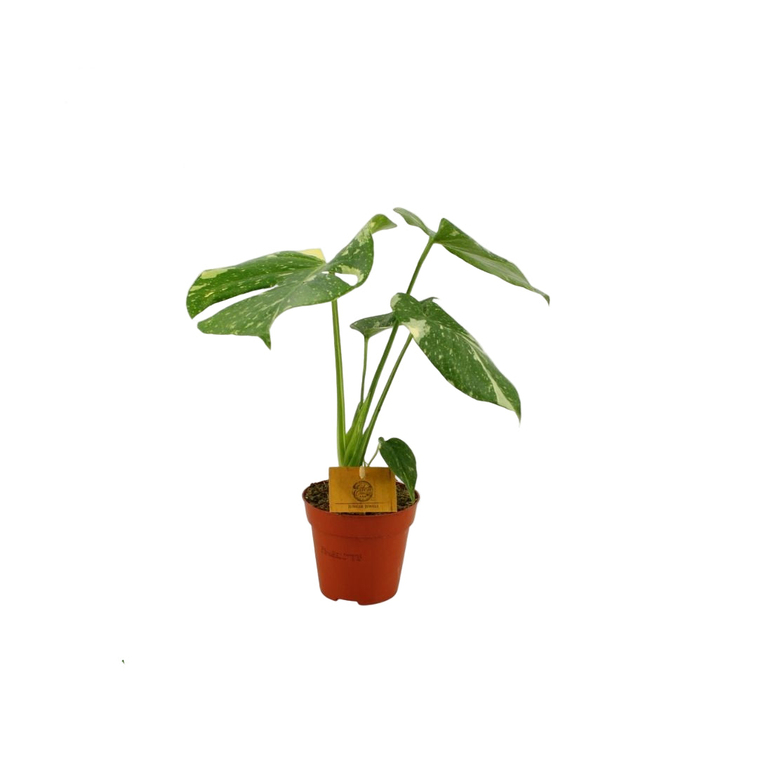Monstera Thai Constellation