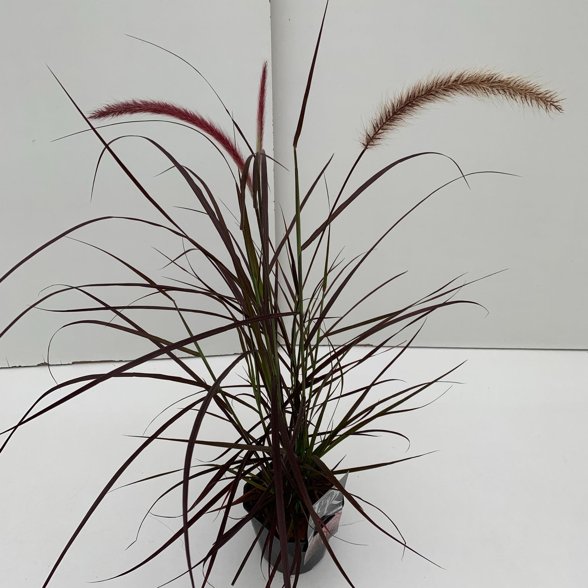 Pennisetum Advena 'Rubrum'