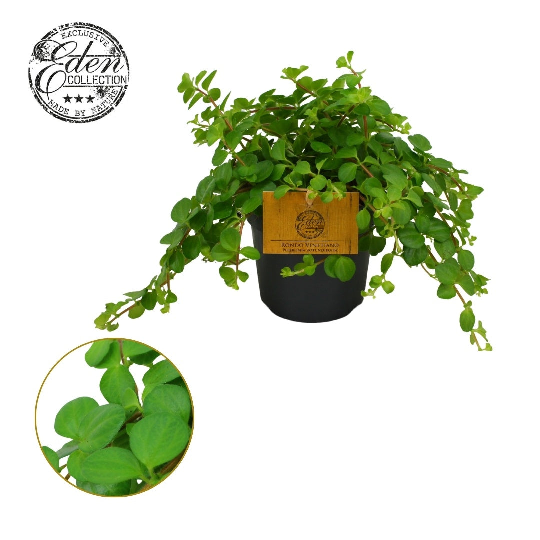 Peperomia Rotundifolia