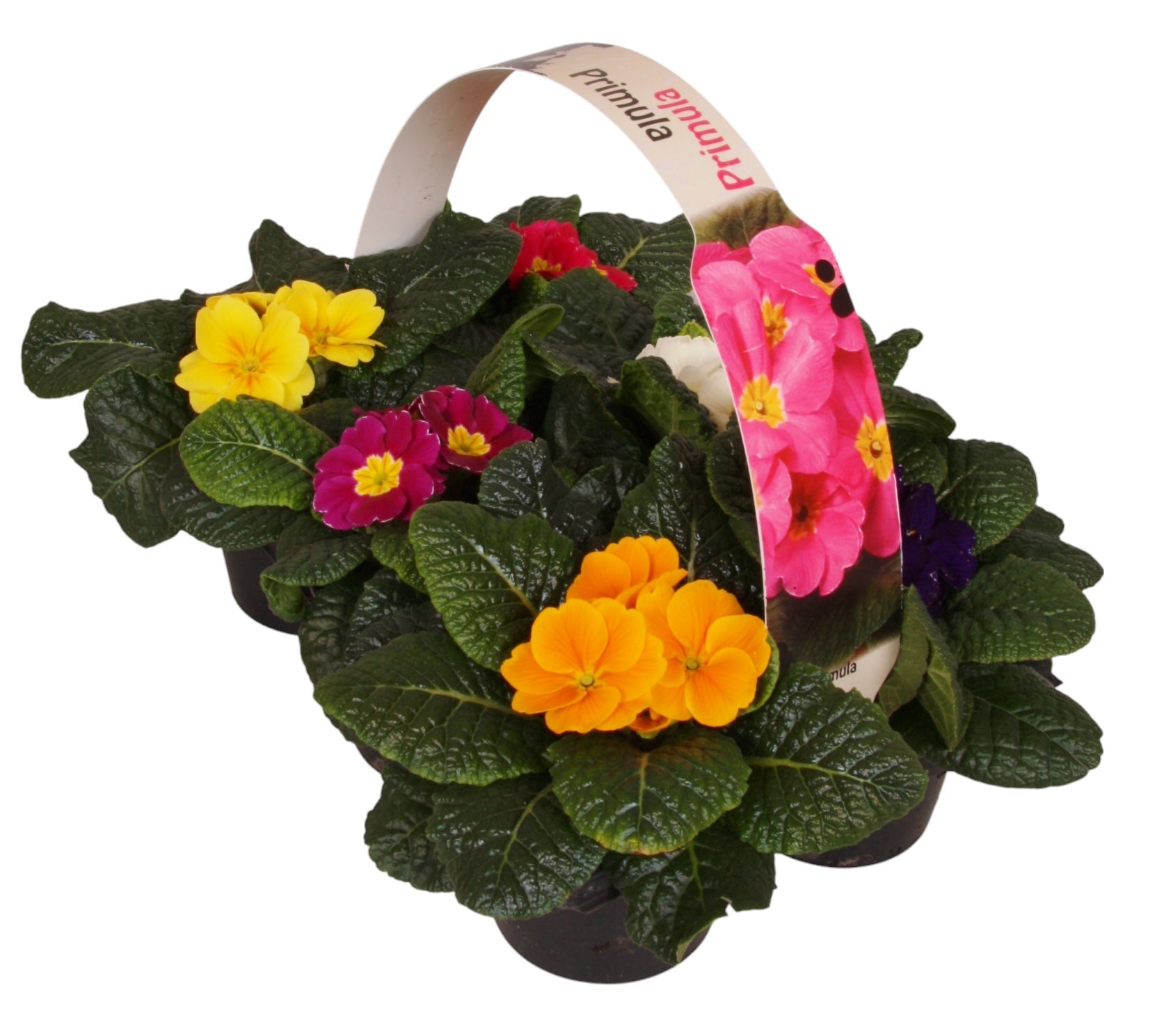 Primula Acaulis - 6 pack