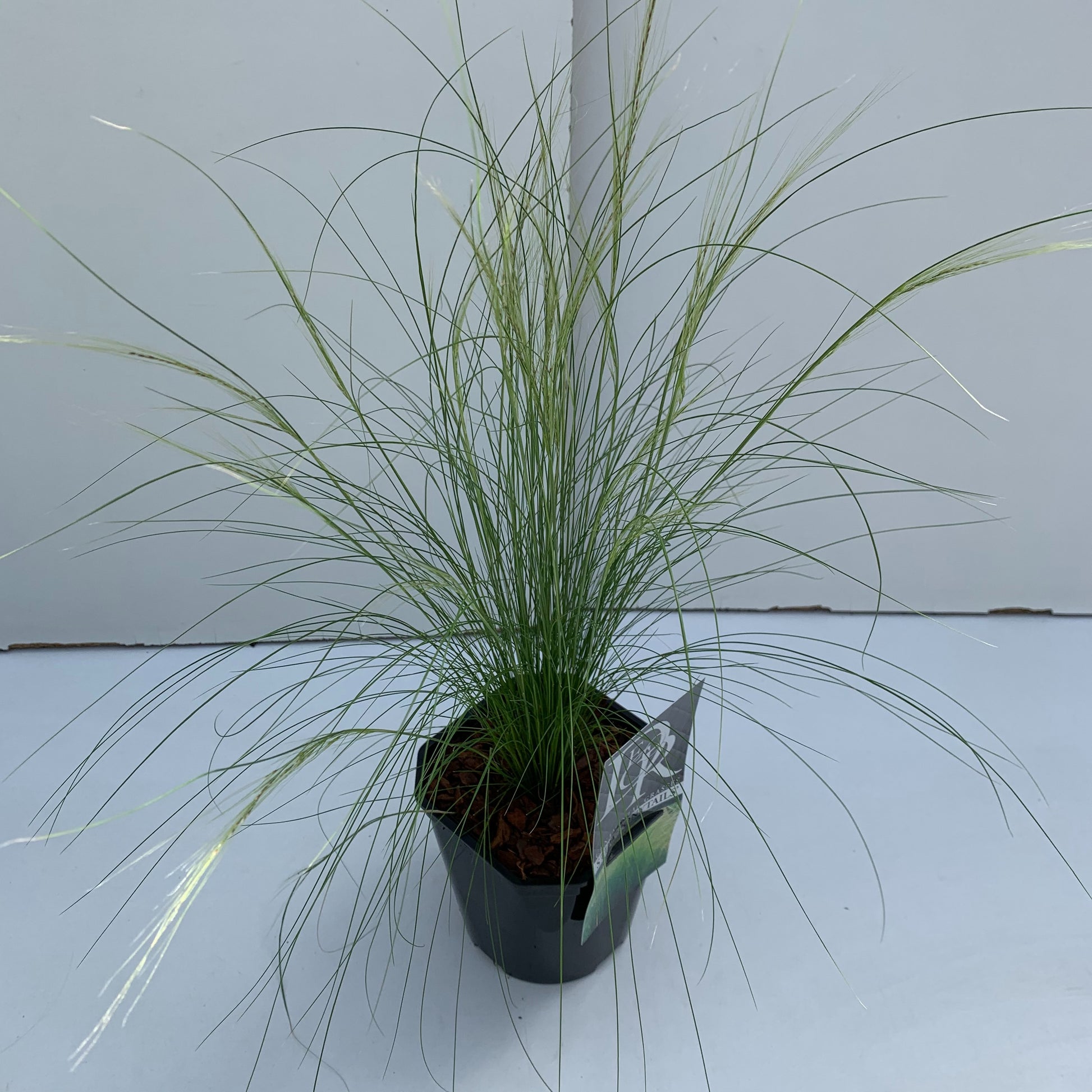 Stipa Tenuifolia Ponytails