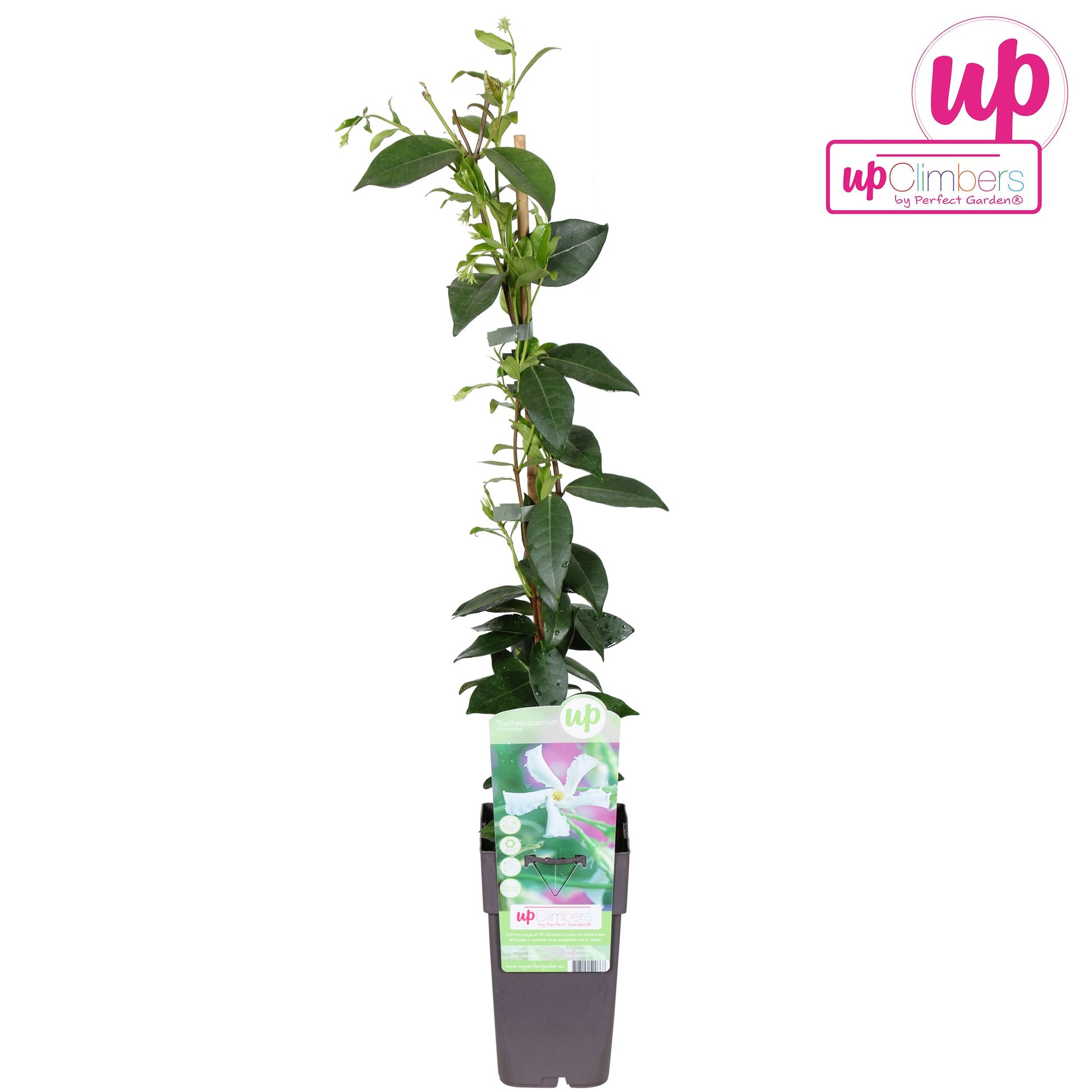 Trachelospermum Jasminoides